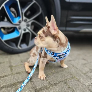 Set Camouflage blauw