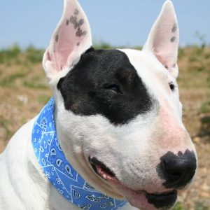 Animal Gear Aqua Coolkeeper Cooling Collar