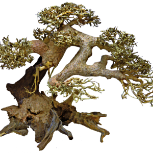 Bonsai Boom – Aquarium Bonsai Tree
