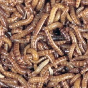 Buffalowormen, doosje