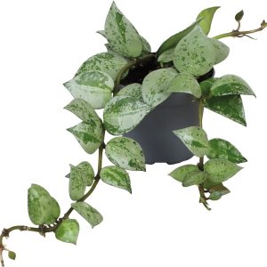 Hoya Krohiana Eskimo – Terrariumplant