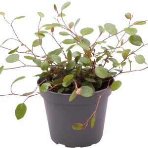 Muehlenbeckia Complexa – Terrariumplant