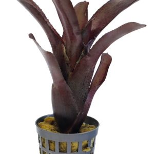 Neoregelia Amazon – Terrariumplant