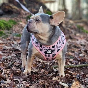 Set franse bulldog Parijs