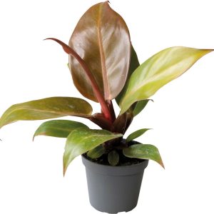 Philodendron Cherry Red – Terrariumplant