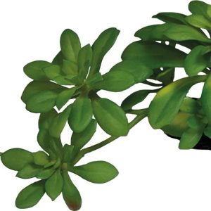 Repto Plant Succulent Green XL – Kunstplant Terrarium