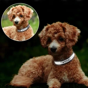 Honden Halsband Reflecterend – Veilig en Gepersonaliseerd