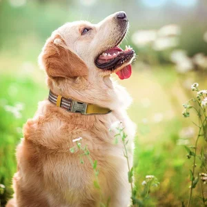 Hond Halsband Nylon Reflecterend – Gepersonaliseerde en Verstelbare Hondenhalsband met Naam