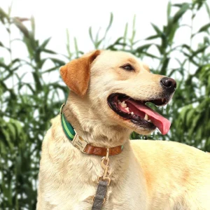 Hondenhalsband - Gepersonaliseerd, Streep Design & Veilig