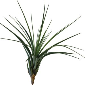 Tillandsia Melanocrater Tricolor – Terrariumplant