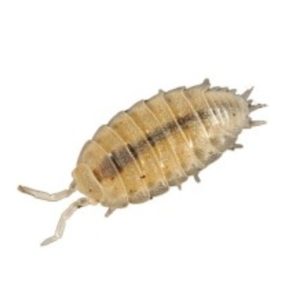 Tropische Pissebedden