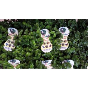 Callisia Repens Golliwoog – Eetbare terrariumplant