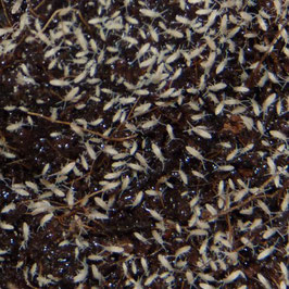 Tropische Springstaartjes – Bioactief Terrarium