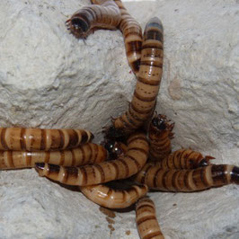 Morio wormen | 50 gram