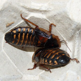 Kakkerlakken Blaptica dubia