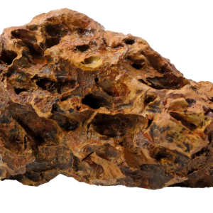 Superfish Dragon rock